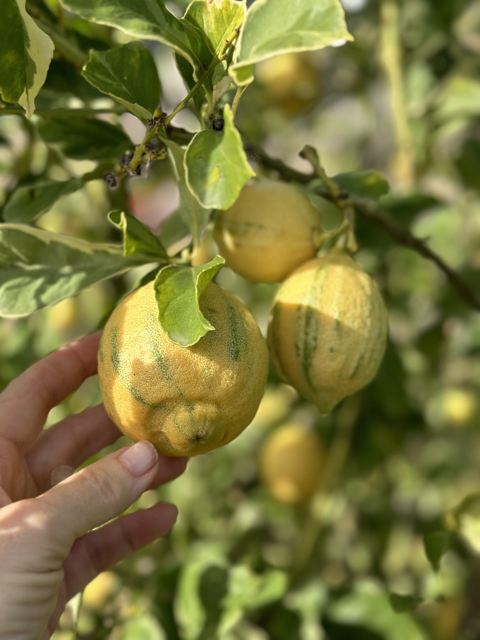 Does Lemon Help Reduce Salt Intake Levels? Evesfit